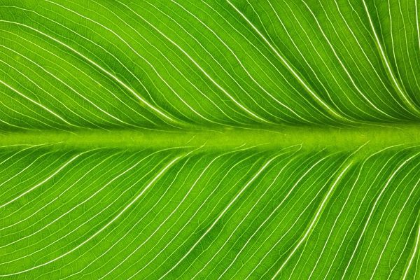 California Vein patterns in green leaf